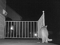 &nbsp;&nbsp;2008.10.24 10.34.54 cat5.MOV (18 MB)&nbsp;&nbsp;