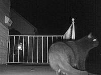 &nbsp;&nbsp;2008.10.25 17.14.10 cat6.MOV (19 MB)&nbsp;&nbsp;