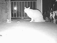 &nbsp;&nbsp;2015.10.20 21.20.58 porch cat1.MOV (18 MB)&nbsp;&nbsp;