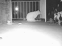 &nbsp;&nbsp;2015.10.20 21.23.18 porch cat2.MOV (18 MB)&nbsp;&nbsp;