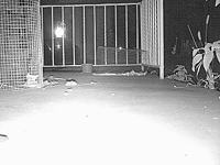 &nbsp;&nbsp;2015.10.20 21.25.48 porch cat3.MOV (18 MB)&nbsp;&nbsp;