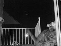 &nbsp;&nbsp;2016.01.21 02.43.04 porchcat2.MOV (31 MB)&nbsp;&nbsp;