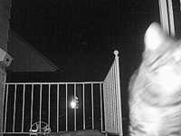 &nbsp;&nbsp;2016.01.24 23.59.52 porchcat4.MOV (35 MB)&nbsp;&nbsp;