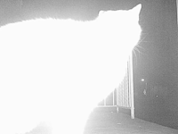 &nbsp;&nbsp;2016.02.23 20.21.40 cat1.MOV (9 MB)&nbsp;&nbsp;