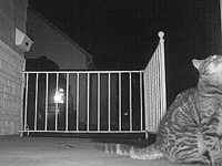 &nbsp;&nbsp;2016.02.23 21.55.24 cat2.MOV (18 MB)&nbsp;&nbsp;