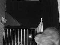 &nbsp;&nbsp;2016.02.26 02.25.06 cat3.MOV (18 MB)&nbsp;&nbsp;