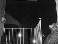 &nbsp;&nbsp;2016.03.06 20.12.22 cat11.MOV (18 MB)&nbsp;&nbsp;