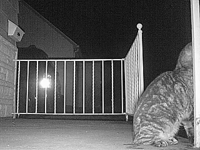 &nbsp;&nbsp;2016.03.16 02.34.00 cat.MOV (14 MB)&nbsp;&nbsp;