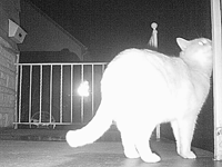 &nbsp;&nbsp;2016.03.24 03.42.56 cat5.MOV (14 MB)&nbsp;&nbsp;