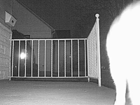 &nbsp;&nbsp;2016.03.25 18.55.28 cat6.MOV (17 MB)&nbsp;&nbsp;