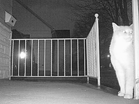 &nbsp;&nbsp;2016.03.26 18.48.06 cat7.MOV (16 MB)&nbsp;&nbsp;