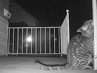 &nbsp;&nbsp;2016.03.27 22.20.26 cat9.MOV (17 MB)&nbsp;&nbsp;