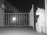 &nbsp;&nbsp;2016.03.28 03.04.50 cat10.MOV (17 MB)&nbsp;&nbsp;