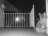 &nbsp;&nbsp;2016.03.29 19.23.56 cat11.MOV (17 MB)&nbsp;&nbsp;