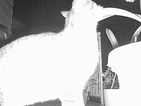 &nbsp;&nbsp;2016.05.29 02.12.46 cat.MOV (28 MB)&nbsp;&nbsp;