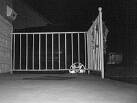 &nbsp;&nbsp;2017.01.29 03.53.08 SUNP0064 dancing cat.MOV (18 MB)&nbsp;&nbsp;