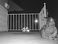 &nbsp;&nbsp;2017.02.11 04.32.28 roll kitty.MOV (16 MB)&nbsp;&nbsp;