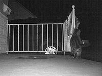 &nbsp;&nbsp;2017.03.17 23.50.22 SUNP0063 tomcat.MOV (17 MB)&nbsp;&nbsp;