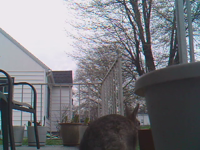 &nbsp;&nbsp;2016.04.20 08.08.20 rabbit checking pot.MOV (11 MB)&nbsp;&nbsp;