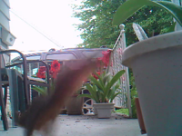 &nbsp;&nbsp;2016.05.26 06.15.38 two squirrels.MOV (6 MB)&nbsp;&nbsp;