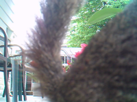 &nbsp;&nbsp;2016.05.28 07.46.46 squirrel3.MOV (8 MB)&nbsp;&nbsp;