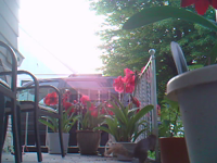 &nbsp;&nbsp;2016.05.30 06.03.46 squirrel2.MOV (5 MB)&nbsp;&nbsp;