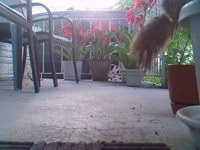 &nbsp;&nbsp;2016.06.01 06.35.12 kicking up dirt.MOV (5 MB)&nbsp;&nbsp;