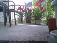 &nbsp;&nbsp;2016.06.01 10.00.32 squirrel4.MOV (5 MB)&nbsp;&nbsp;