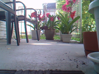 &nbsp;&nbsp;2016.06.01 10.12.38 squirrel5.MOV (6 MB)&nbsp;&nbsp;