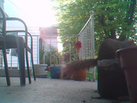 &nbsp;&nbsp;2017.05.13 06.34.54 SUNP0101 squirrel.MOV (4 MB)&nbsp;&nbsp;