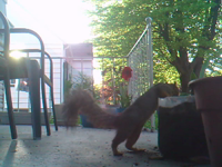 &nbsp;&nbsp;2017.05.13 07.01.52 SUNP0103 squirrel.MOV (4 MB)&nbsp;&nbsp;